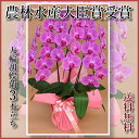 ■胡蝶蘭3本立27輪〜33輪(蕾含む)■3本立ち 大輪/3本...