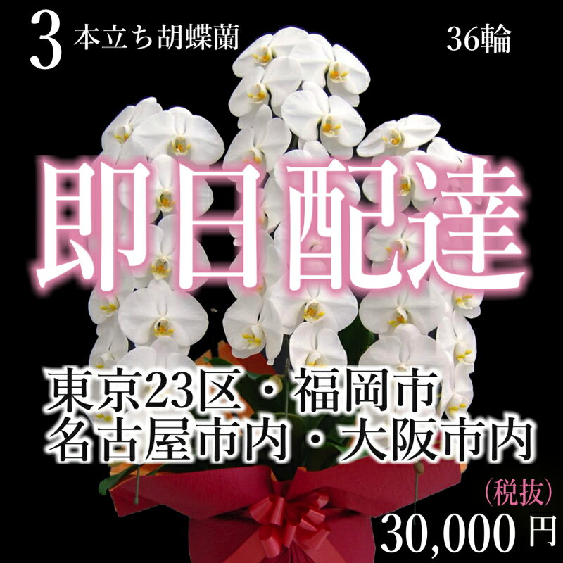 【4都市当日配送】胡蝶蘭3本立ち・胡蝶蘭3本立ち大輪/開店祝い/還暦祝い/お祝い・胡蝶蘭 3本立ち/胡蝶蘭 送料無料/お祝い花・開店祝い・お祝い花・お供え花・ 【ラン・胡蝶蘭】胡蝶蘭 お祝い・お祝い返し・還暦・喜寿・米寿　竣工式落成式　お歳暮株主総会はなやか正月