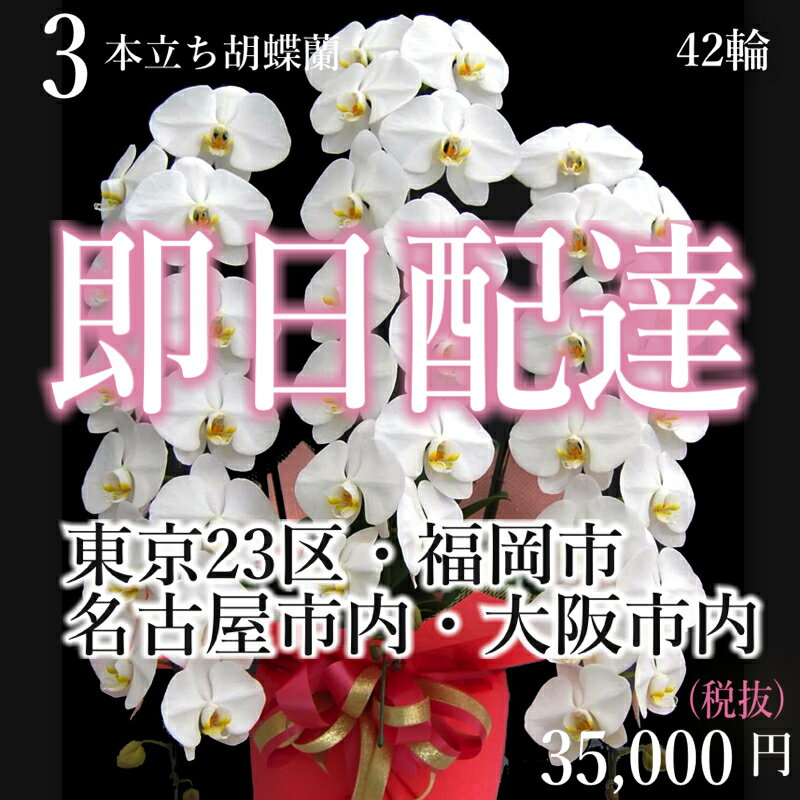 楽天胡蝶蘭専門店　ギフトフラワー【4都市当日配送】胡蝶蘭3本立ち・胡蝶蘭3本立ち大輪/開店祝い/還暦祝い/お祝い・胡蝶蘭 3本立ち/胡蝶蘭 送料無料/お祝い花・開店祝い・お祝い花・お供え花・ 【ラン・胡蝶蘭】胡蝶蘭 お祝い・お祝い返し・還暦・喜寿・米寿　竣工式落成式　お歳暮株主総会はなやか正月