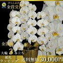 金箔胡蝶蘭3本立ちはなやか金箔蘭正月