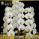 金箔胡蝶蘭3本立ちはなやか金箔蘭正月