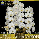 金箔胡蝶蘭3本立ちはなやか敬老の日金箔蘭正月