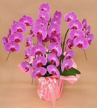 胡蝶蘭5本立37輪〜(蕾含む)ギフト開店祝いに最適送料無料