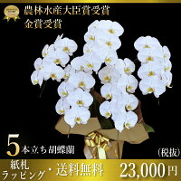 胡蝶蘭5本立37輪〜(蕾含む)ギフト開店祝いに最適送料無料