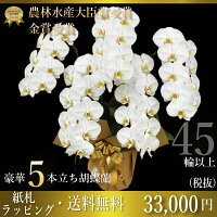 胡蝶蘭5本立45輪〜(蕾含む)ギフト開店祝いに最適送料無料