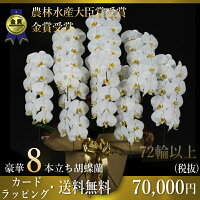 ミディ 胡蝶蘭ギフトフラワー開店祝い 胡蝶蘭送料無料 お祝い花 開店祝い お祝い花 お供え花 誕生日 お祝い鉢花 胡蝶蘭8本立72輪 蕾含む 白 送料無料 胡蝶蘭8本立ち大輪 胡蝶蘭お祝い 胡蝶蘭 ミディ 胡蝶蘭ギフトフラワー開店祝い 胡蝶蘭送料無料 お祝い花 開店祝い お祝い花 お供え花 誕生日 お祝い鉢花 胡蝶蘭8本立72輪 蕾含む 白 送料無料 胡蝶蘭8本立ち大輪 胡蝶蘭お祝い 胡蝶蘭