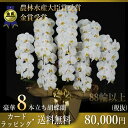 胡蝶蘭8本立ち・胡蝶蘭(コチョウラン)胡蝶蘭8本立ち大輪/開店祝い/還暦祝い/お祝い・胡蝶蘭 8本立ち/胡蝶蘭 送料無料/お祝い花・開店祝い・お祝い花・お供え花...