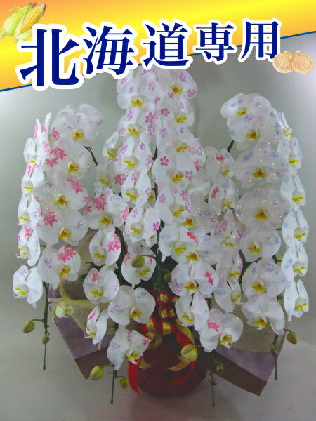 沖縄専用　化粧蘭5本立ち　胡蝶蘭