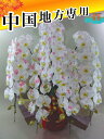 化粧蘭/化粧蘭5本立ち/化粧蘭5本立ち大輪 胡蝶蘭5本立ち60輪以上 蕾含む 中国地方 広島 岡山 島根 鳥取 山口