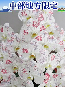化粧蘭/化粧蘭3本立ち/化粧蘭3本立ち大輪 胡蝶蘭3本立ち36輪以上 蕾含む 中部地方 中部地方 新潟県,富山県,石川県,福井県,岐阜県,長野県,山梨県,静岡県,愛知県