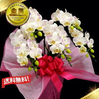 化粧蘭/ミディ化粧蘭5本立ち/ミディ化粧蘭5本立ち大輪/ミディ化粧蘭プラチナ(ケショウラン)/スマステ/父の日
