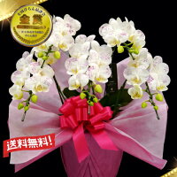 化粧蘭/ミディ化粧蘭5本立ち/ミディ化粧蘭5本立ち大輪/ミディ化粧蘭プラチナ(ケショウラン)/スマステ/父の日