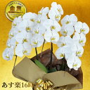 胡蝶蘭3本立ち・胡蝶蘭(コチョウラン)胡蝶蘭3本立ち大輪/開店祝い/還暦祝い/お祝い・胡蝶蘭 3本立ち/胡蝶蘭 送料無料/お祝い花・開店祝い・お祝い花・お供え花...