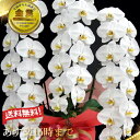 プレミアム胡蝶蘭大輪3本立ち42輪〜47輪(つぼみ含む)鉢が隠れる大迫力 竣工式落成式 お歳暮株主総会はなやか正月