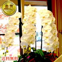 ■プレミアム胡蝶蘭3本立39輪〜(蕾含む)■3本立ち大輪/開店祝い/還暦祝い/お祝い・胡蝶蘭 3本立ち/胡蝶蘭 送料無料/お祝い花・開店祝い・お祝い花・お供え花...