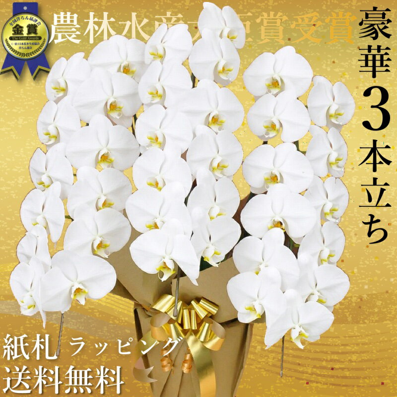 ３本 九州/配送無料/胡蝶蘭3本立ち大輪/開店祝い/還暦祝い/お祝い 送料無料/お祝い花・開店祝い・お祝い花・お供え花・ ラン お祝い・お祝い返し・還暦・喜寿・米寿　竣工式落成式　お歳暮株主総会福岡大分佐賀長崎宮崎熊本鹿児島博多座正月