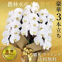 九州/配送無料/胡蝶蘭3本立ち大輪/開店祝い/還暦祝い/お祝い 送料無料/お祝い花・開店祝い・お祝い花・お供え花・ ラン お祝い・お祝い返し・還暦・喜寿・米寿 ...