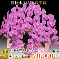 開店祝い 胡蝶蘭花 観葉植物7本立ち 胡蝶蘭送料無料 胡蝶蘭7本立ち大輪 胡蝶蘭ミディ 胡蝶蘭お祝い 胡蝶蘭誕生日 お祝い花 お祝い返し 還暦 喜寿鉢花 開店祝い 胡蝶蘭花 観葉植物7本立ち 胡蝶蘭送料無料 胡蝶蘭7本立ち大輪 胡蝶蘭ミディ 胡蝶蘭お祝い 胡蝶蘭誕生日 お祝い花 お祝い返し 還暦 喜寿鉢花