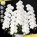胡蝶蘭5本立ち・胡蝶蘭(コチョウラン)胡蝶蘭大輪5本立ち【送料無料】胡蝶蘭 お祝い・胡蝶蘭・開店祝い・・胡蝶蘭・胡蝶蘭 大輪・胡蝶蘭 開店祝い【ラン・胡蝶蘭】シ...