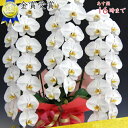 ■胡蝶蘭3本立39輪〜(蕾含む)■3本立ち大輪/開店祝い/還暦祝い/お祝い・胡蝶蘭 3本立ち/胡蝶蘭 送料無料/お祝い花・開店祝い・お祝い花・お供え花・ 【ラン...