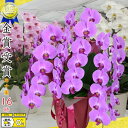 ■胡蝶蘭3本立39輪〜(蕾含む)■3本立ち大輪/開店祝い/還暦祝い/お祝い・胡蝶蘭 3本立ち/胡蝶蘭 送料無料/お祝い花・開店祝い・お祝い花・お供え花・ 【ラン...