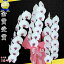■胡蝶蘭3本立39輪〜(蕾含む)■3本立ち大輪/開店祝い/還暦祝い/お祝い・胡蝶蘭 3本立ち/胡蝶蘭 送料無料/お祝い花・開店祝い・お祝い花・お供え花・ 【ラン・胡蝶蘭】胡蝶蘭 お祝い・お祝い返し・還暦・喜寿・米寿/赤白 竣工式落成式 お歳暮株主総会はなやか正月