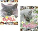【バーゲンセール】2パック【中古】DVD▼にゃんこんと ホントはこんなこと言ってたりして(2枚セット)くすっと笑えるネコネコ動画 + 2 キャット驚くオモシロね...