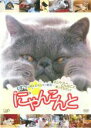 【バーゲンセール】【中古】DVD▼にゃんこんと くすっと笑えるネコネコ動画 ホントはこんなこと言ってたりして レンタル落ち