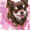 【中古】CD▼桜 / 卒業オルゴール・コレクション レンタル落ち