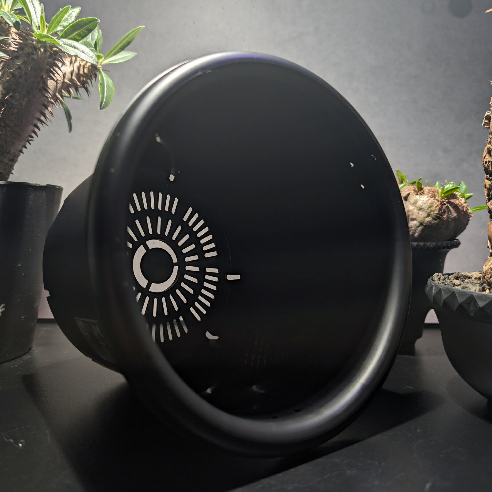 ��ȭ�ۥ��åץ륦����������ȭ 6�� �֥�å��ʥ����١�������ʪ�������ǥå�����¿����ʪ�����տ�ʪ�����տ�ʪ���ѥ��ץ���ȯ�������������