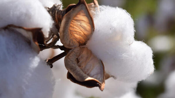 【32％OFF】最大【半額・50％OFF】【のし包装サービス】日本製【PPQ オーガニックコットン フェイス タオル ギフト】出産お祝い 出産内祝 結婚内祝 結婚祝 お返し お祝 香典返し 粗供養 内祝 快気内祝 快気祝