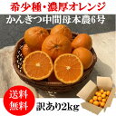 みかん かんきつ中間母本農6号 訳あり 2kg 無農薬 送料無料 (北海道・沖縄除く) 愛媛みかん 国産オレンジ 有機栽培 ノーワックス 柑橘