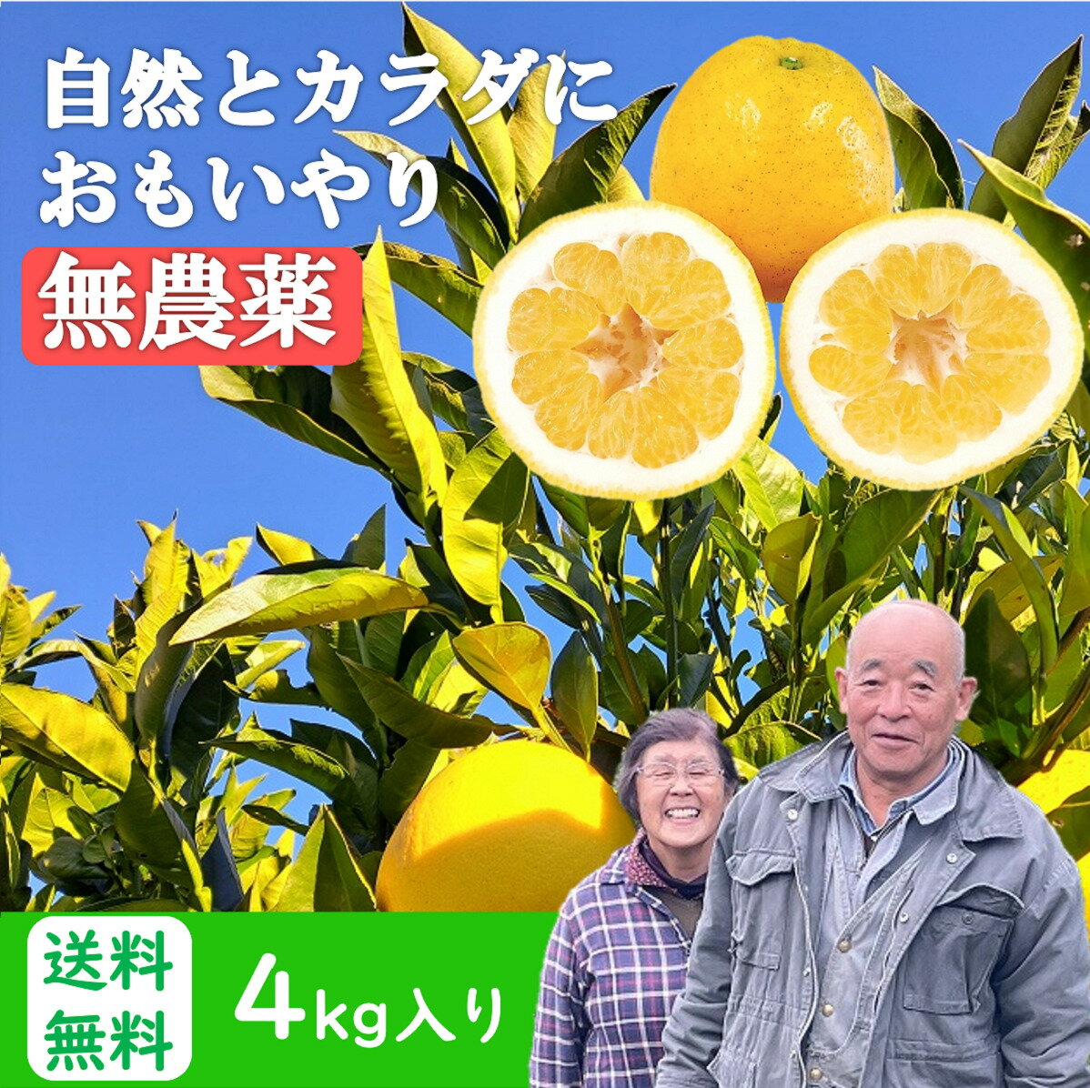 河内晩柑 無農薬 4kg 和製グレープフルーツ 熊本県産 送料無料（北海道・沖縄除く） みかん 訳あり 愛..