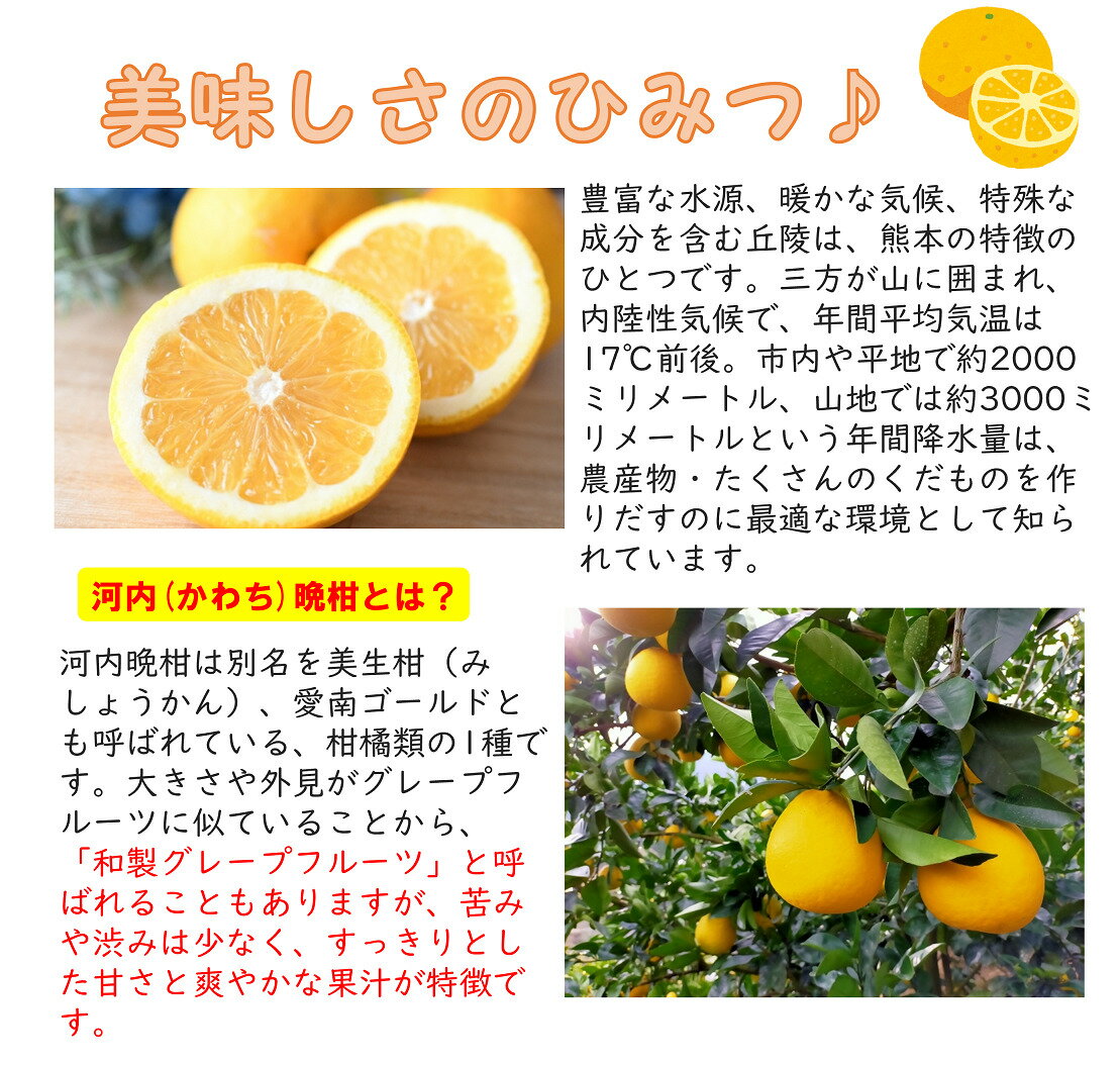 河内晩柑 無農薬 4kg 和製グレープフルーツ 熊本県産 送料無料（北海道・沖縄除く） みかん 訳あり 愛南 宇和ゴールド ジュ—シーフルーツ 夏分担 果物 柑橘 2