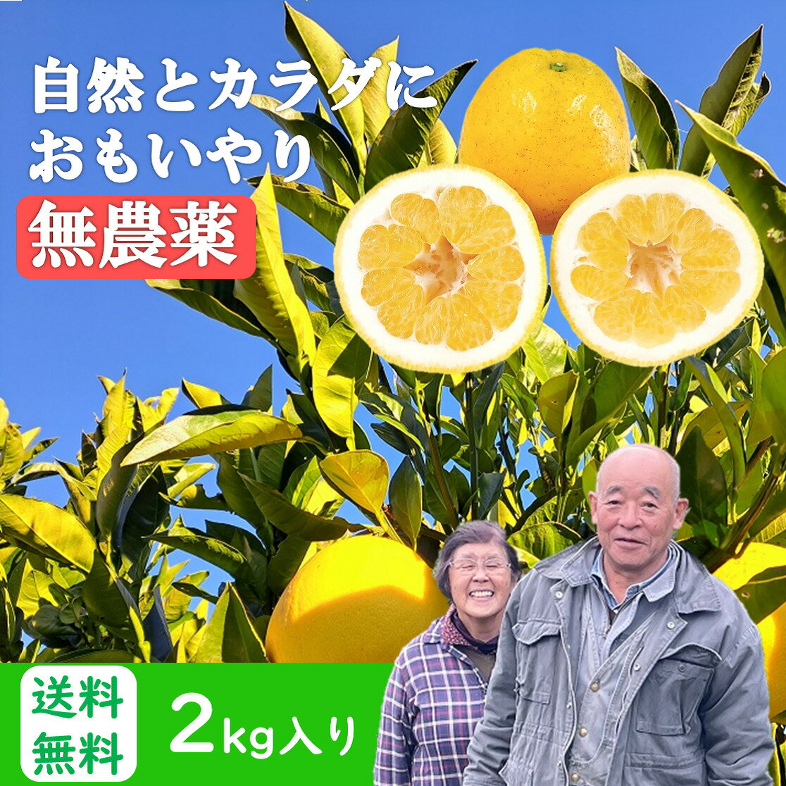 河内晩柑 無農薬 2kg 和製グレープフルーツ 熊本県産 送料無料（北海道・沖縄除く） みかん 訳あり 愛南 宇和ゴールド ジュ—シーフルーツ 夏分担 果物 ノーワックス 1