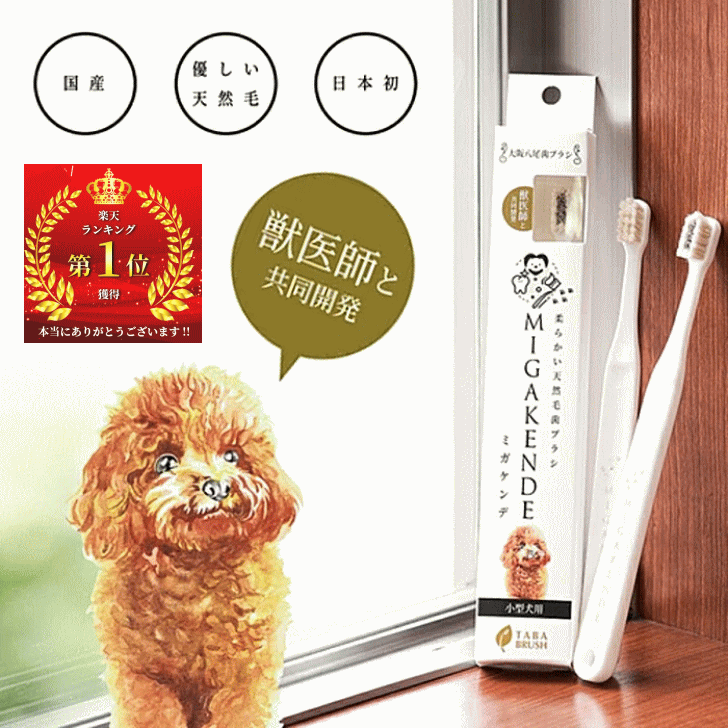 犬 歯ブラシ 小型犬 ミガケンデ 植毛 国産天然毛 柔らかい 天然毛 歯ブラシ 口臭対策 歯周病対策 犬用 月間優良ショップ 歯みがき クーポン有【メール便対応...