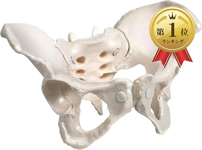 KIYOMARU グイッと動かすことができる骨盤模型 人体模型 骨模型 仙腸関節 伸縮コード 可動性 女性 (等身大)