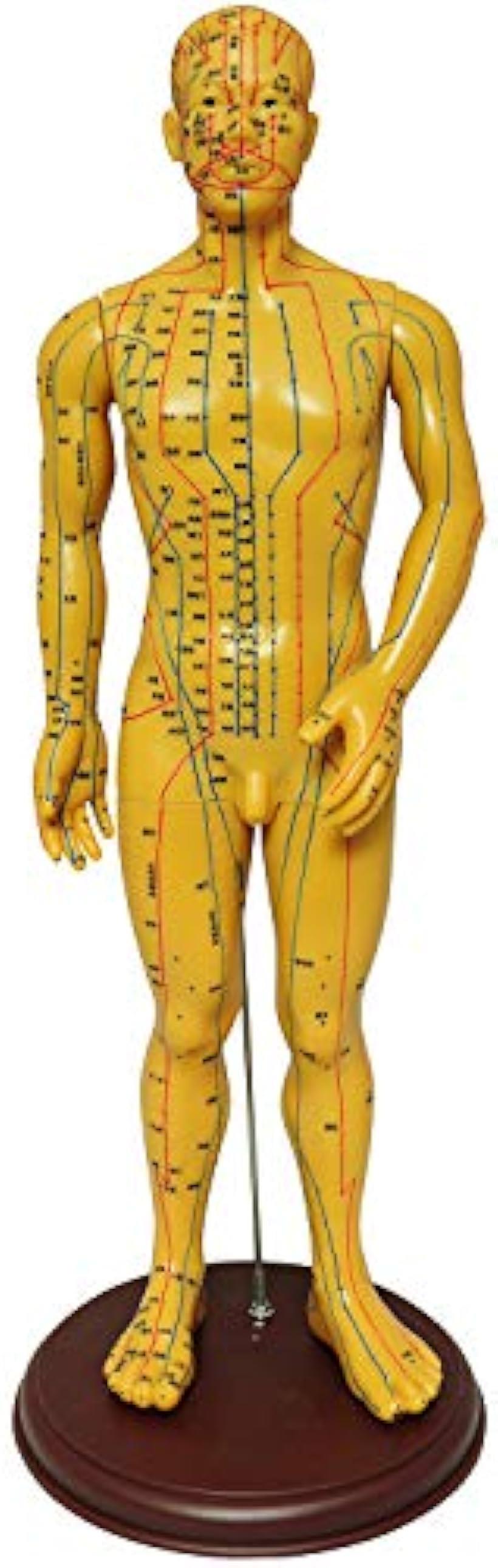 人体模型 ツボ 針灸 鍼灸経穴模型 経絡 モデル 整体 マッサージ 学習用 52.5cm 男性( 男性)
