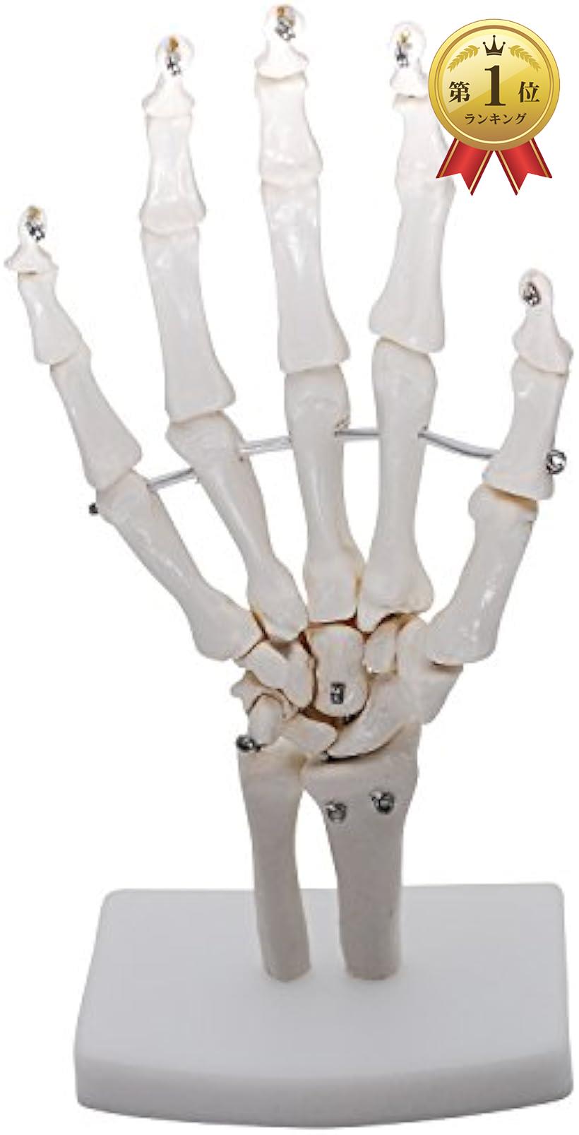 monolife 手関 節モデル 手 関 節 手骨格模型 教育模型 右手 (手首 固定タイプ)