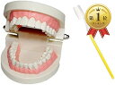 c my select 歯 模型 歯列模型 歯模型 実物大 モデル 180度 開閉式 歯ブラシ セッ ...