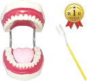 【楽天ランキング1位入賞】シーエムワイ セレクト 歯 模型 歯列模型 歯模型 大型 モデル 無段階 開閉式 歯ブラシ セット( 歯ブラシセット, 1個 (x 1))