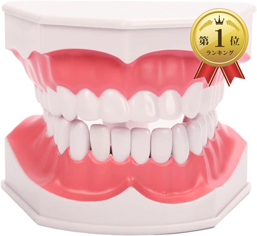 【楽天ランキング1位入賞】歯型 歯列 模型 歯みがき 指導 練習 説明 デモンストレーション( 白, 143x156mmx高さ103mm)
