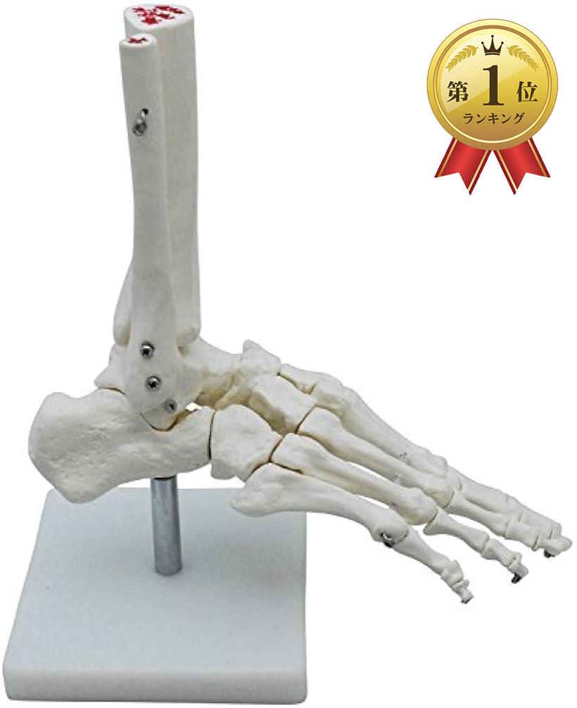 monolife 足骨モデル 足骨模型 足 関 節模型 足首 右足 標本 (足首 固定タイプ)