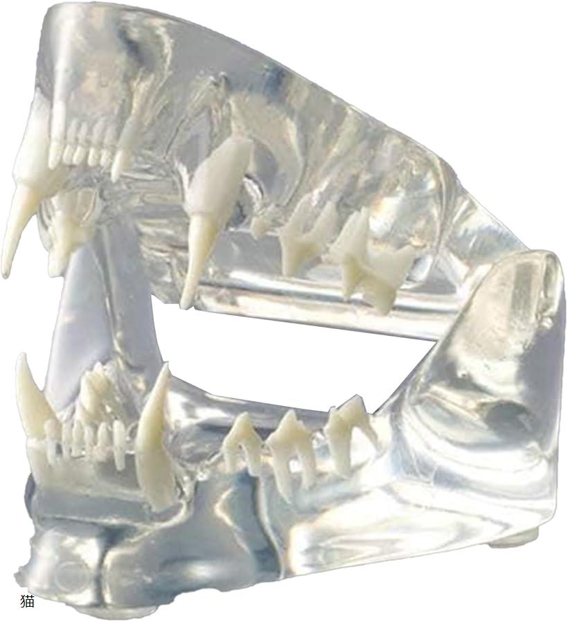 プロ仕様 歯の模型 透明 ペット 口腔ケア 練習 動物病院 獣医 歯科 トリマー 獣医学 手術 指導用(猫)