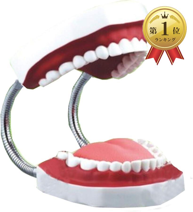 【楽天ランキング1位入賞】歯型 歯列 模型 歯みがき 指導 練習 説明 デモンストレーション 口腔ケア( 白, 143x156mmx高さ103mm)