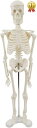 【楽天ランキング1位入賞】人体模型 骨 ミニ 45cm スタンド付き 全身 骨格 1/4 モデル 人体骨格模型 骨格標本( 人体模型 骨)
