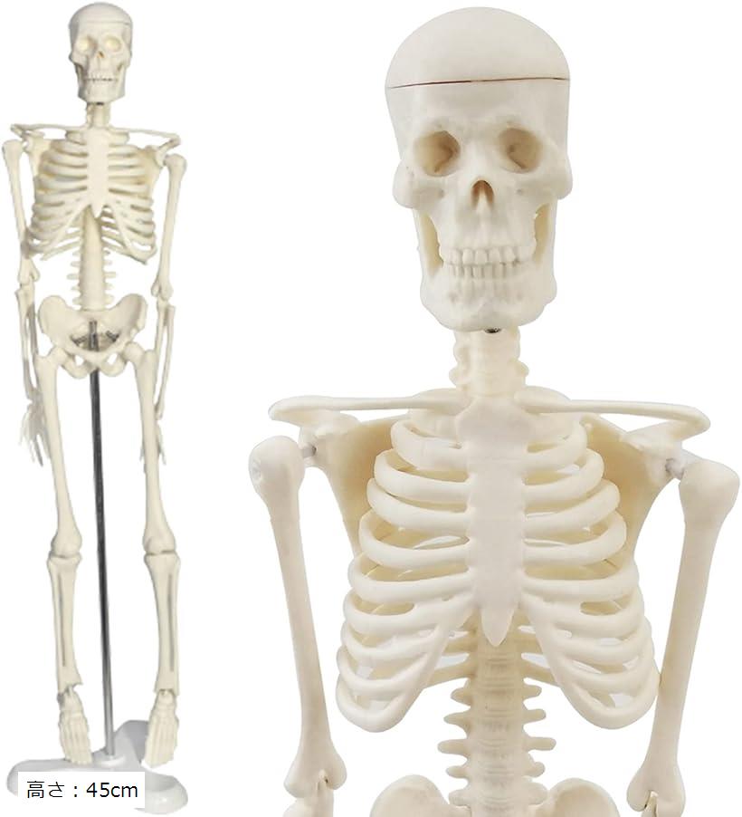 人体模型 骨格模型 45cm 1/4モデル 人形 骨格標本(オフホワイト, 高さ:45cm)