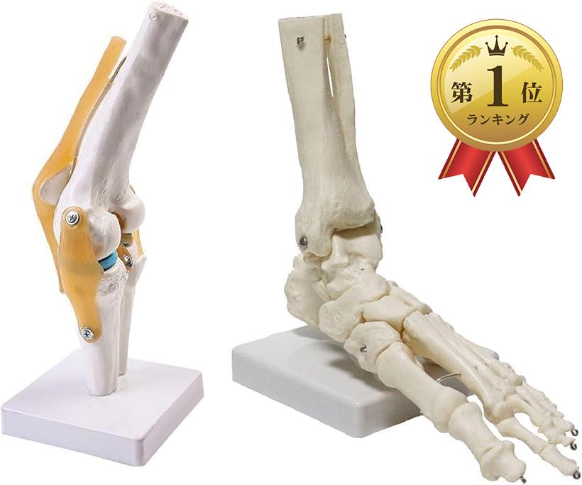 Famimueno 関節 模型 骨 医療 学習用 モデル (ひざ・足セット)