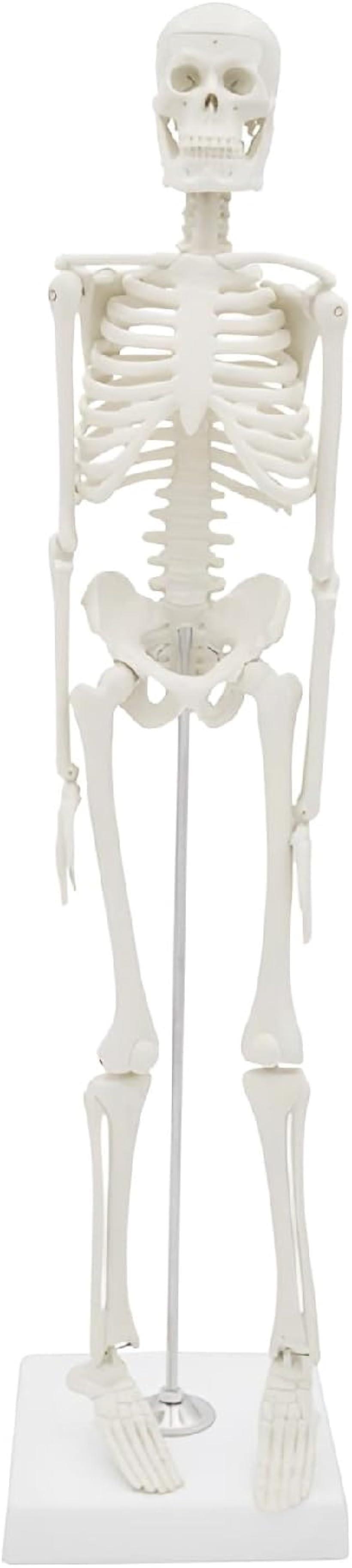 人体模型 骸骨 全身骨格模型 45cm 人体骨格モデル 骨格標本 直立 スタンド (1個)