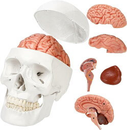 ソフトな質感で8分解できる脳模型と頭蓋骨模型 人体模型 理学療法士監修 等身大 補助マグネット付き
